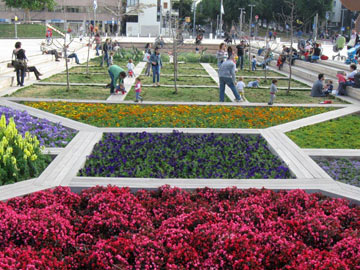 ערוגות צבעוניות בכיכר הבימה (צילום: אריאלה אפללו)