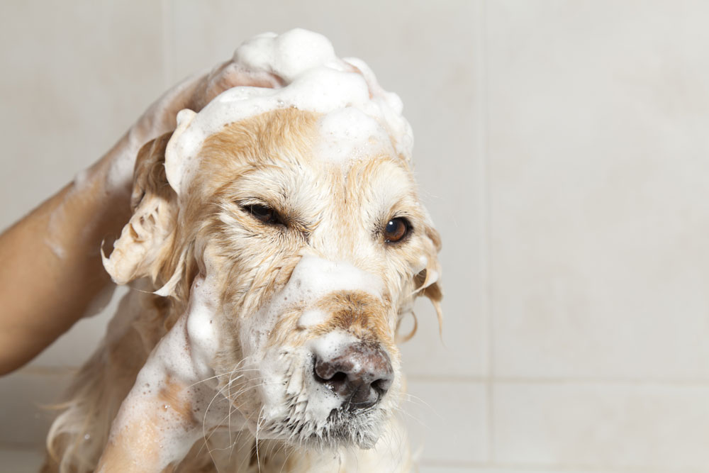 שמפו ללא מים - פתרון נהדר לחיות שקשה להכניס לאמבטיה (צילום: shutterstock)