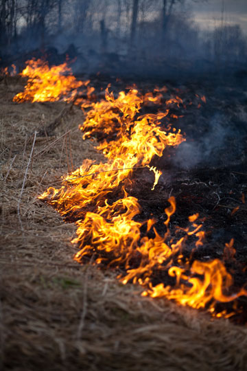 "תוך כדי טיפוס הרגשנו את החום הנורא של האש ושמענו איך היא מלחכת את העצים" (צילום: shutterstock)