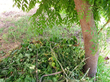 עץ הניזון מקומפוסט (צילום: שחר שילוח)