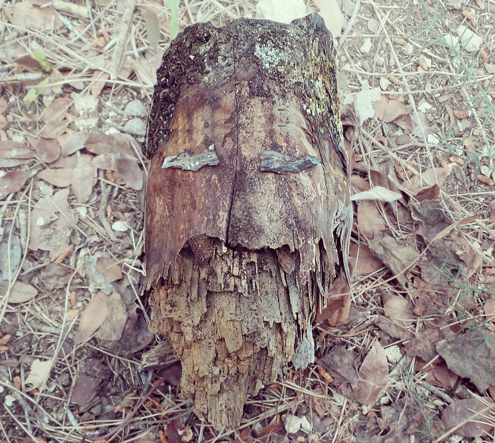 גזע עץ אנושי (צילום: דודי בן סימון )