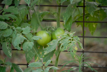  עגבנייה מהגינה (צילום: שושן דגן)