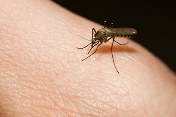 אלרגיה לעקיצות יתושים מתבטאת בכתמים אדומים על העור שנשארים זמן רב לאחר העקיצה (צילום: shutterstock)