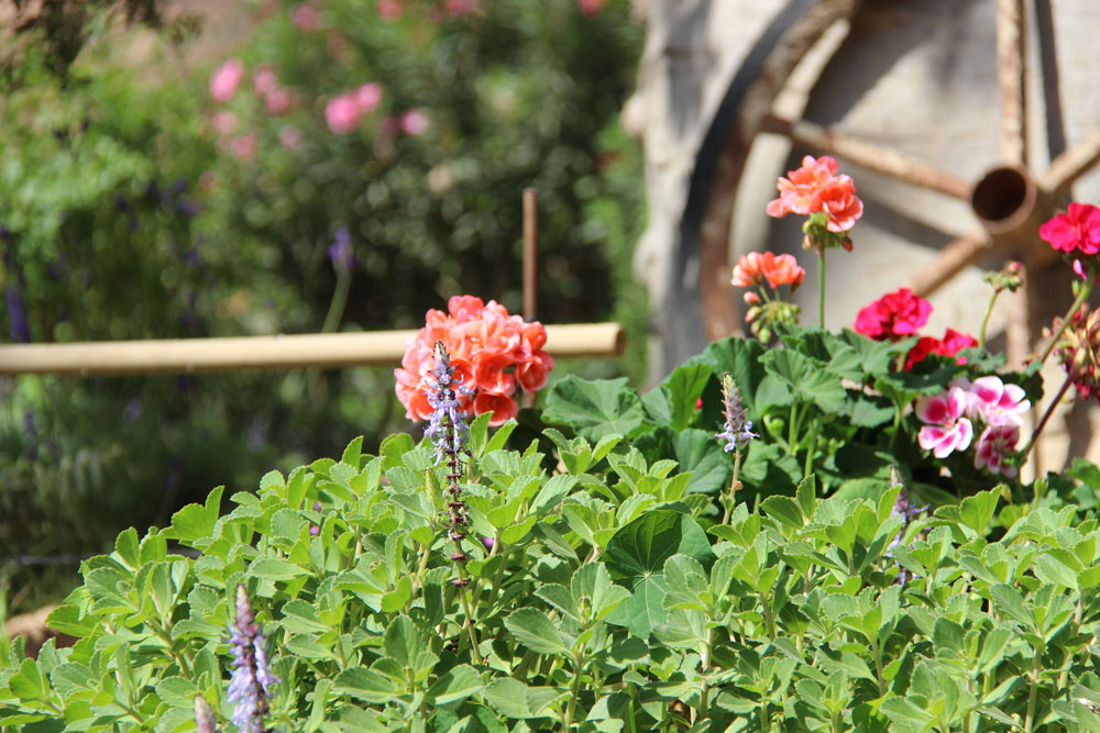 פלקטרנטוס שיפתני (הפרח הסגול)  ופלרגוניום  זקוף (צילום: ליאור ליפשיץ)