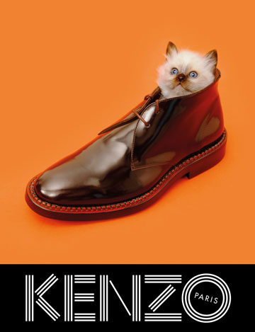 מי מסתכל על הנעליים? חתלתול בקמפיין של קנזו