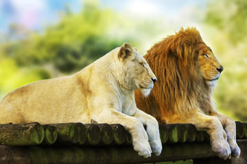 מי ישן יותר, אריה או לביאה? (צילום: shutterstock)