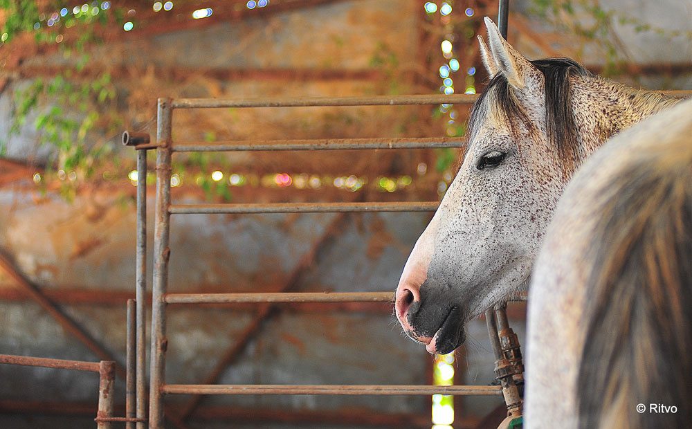 הסוסים ממתינים לרכיבה רומנטית בנופי הגליל המערבי הקסומים  (צילום: RITVO PHOTOGRAPHY , באדיבות אוצרות הגליל)
