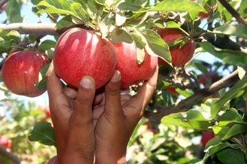 קטיף תפוחים בראשית (צילום: רונן גלבוע)