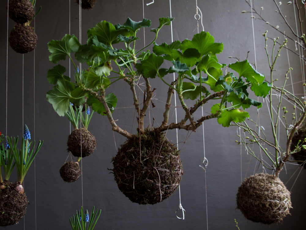 ההשראה לכדורי הצמחים התלויים לקוחה מכדורי הטחב (צילום: stringgardens.com)