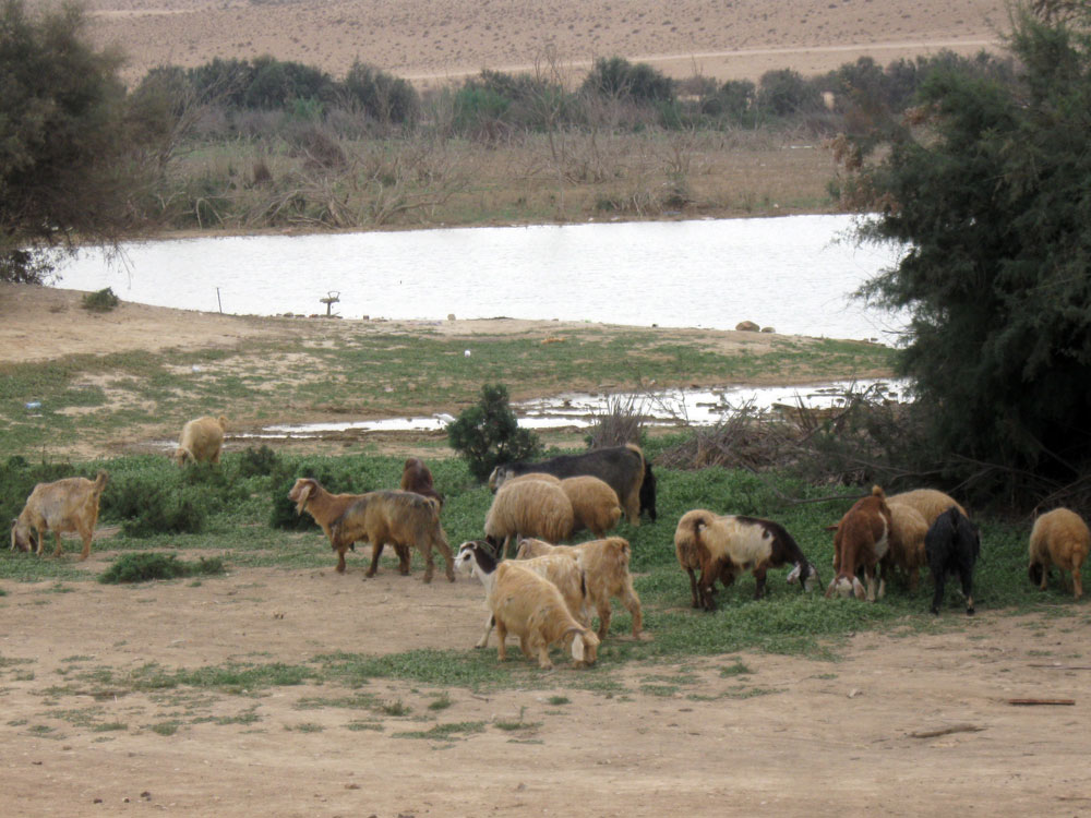משתרע על 300 דונם. האגם השני בגודלו בישראל (צילום: אריאלה אפללו)