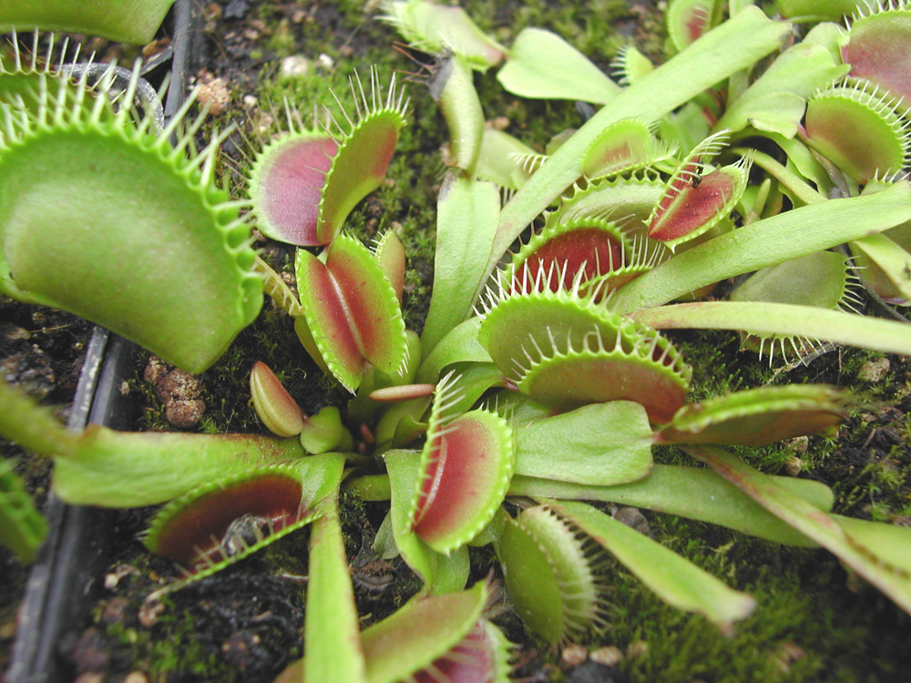דיונאה היא המוכרת ביותר מבין הצמחים הטורפים. פורחת בקיץ וישנה בחורף (צילום: אריה כהן )