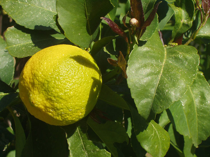 הלימון הוא גדול ופורח כל השנה, כנאמר, לימון מוסיף המון, ומגדליו יוכלו ליהנות ממנו בכל ימות השנה (באדיבות גן ונוף)