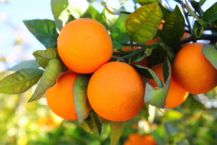 תפוז מתוק, עסיסי ומלא בוויטמין C (צילום: shutterstock)