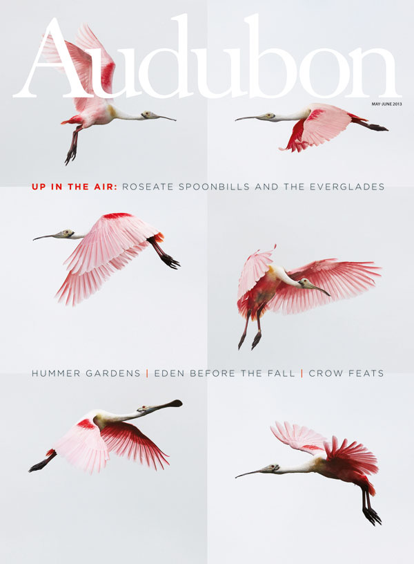 Audubon, May–June, Up in the Air
