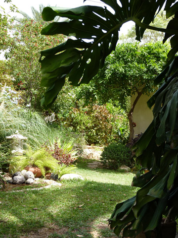 אוי הצמחייה וצורתה חשובה לתכנון גינת פאנג שוואי (צילום: חנה ליפשיץ)