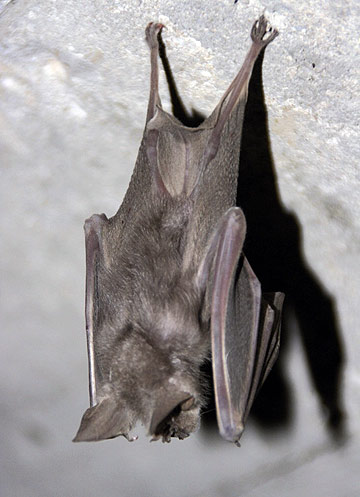 גם העטלפים נפרדים מהלילות הלבנים (צילום: ערן לוין)