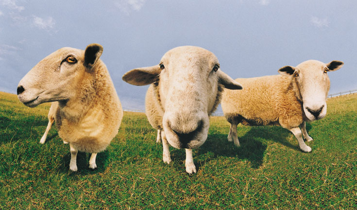 כבשים באחו. באתם לעבוד או ליהנות (צילום: thinkstock)