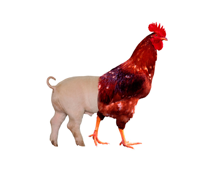 תכירו - קוקנטריס, המאכל החביב על ריצ'רד השני: פשוט מחברים חצי תרנגול לחצי חזיר, ממלאים וצולים (צילום: thinkstock)