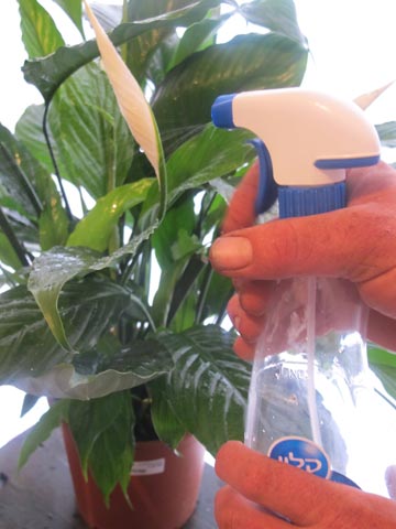 התזת מים מזוקקים או מי מזגן על עלי הצמח, מדמה את הלחות באקלים הטרופי וגם סתם מנקה את האבק. (צילום: גלית רודה )