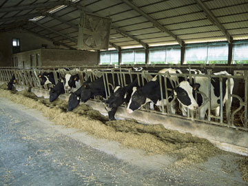 ייצור מאסיבי של חלב החל במחצית המאה ה-19. רפת (צילום: shutterstock)