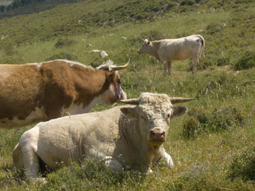 פרות במנוחת צהריים במרום הגליל (צילום: אריאלה אפללו)