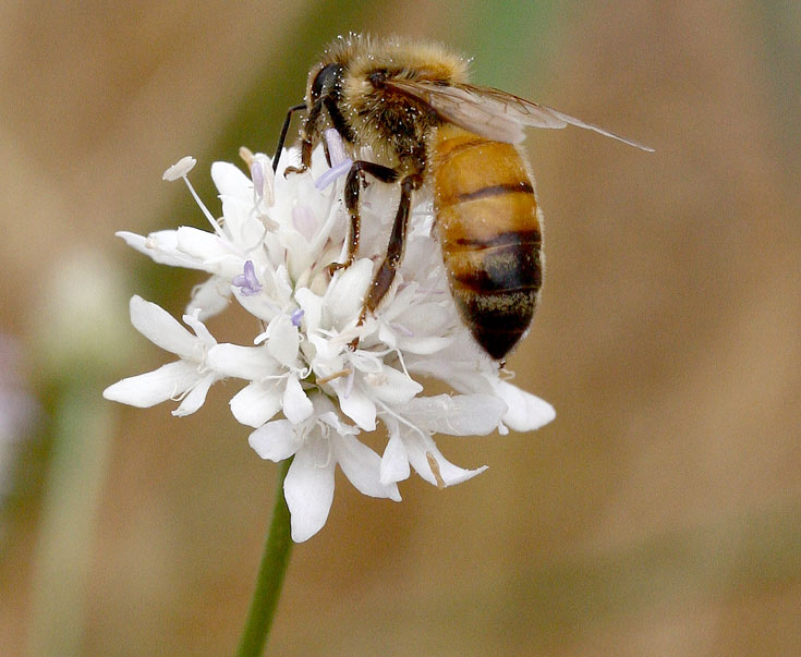 שלמון יפואי. חביב הדבורים (צילום: שרה גולד, אתר צמח השדה)