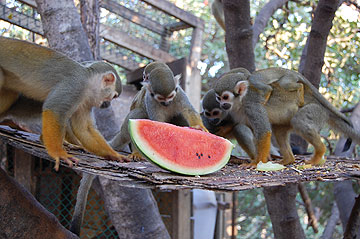 פארק הקופים. לטייל באפריכיף (צילום: מתן פיליזר)