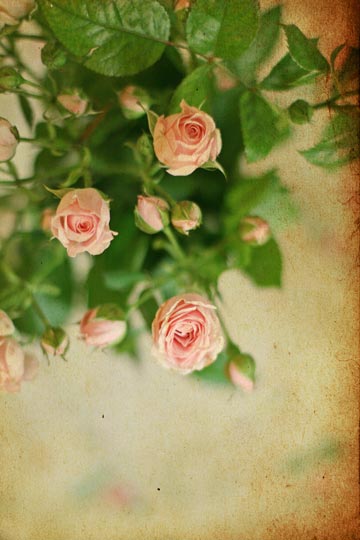 הפרחים הכי אציליים. ורדים (צילום: shutterstock)