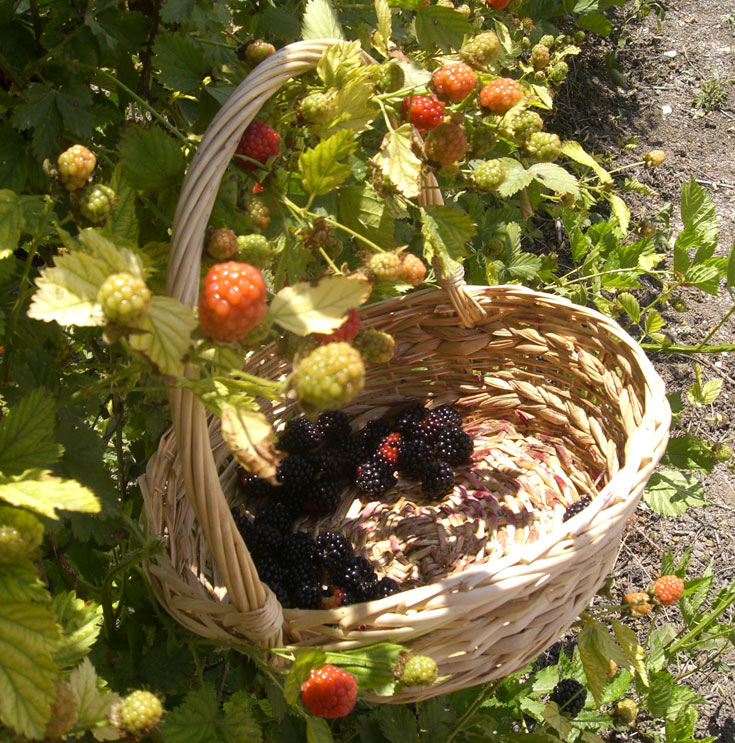 קטיף פירות במשק לנדאו (צילום: אריאלה אפללו)