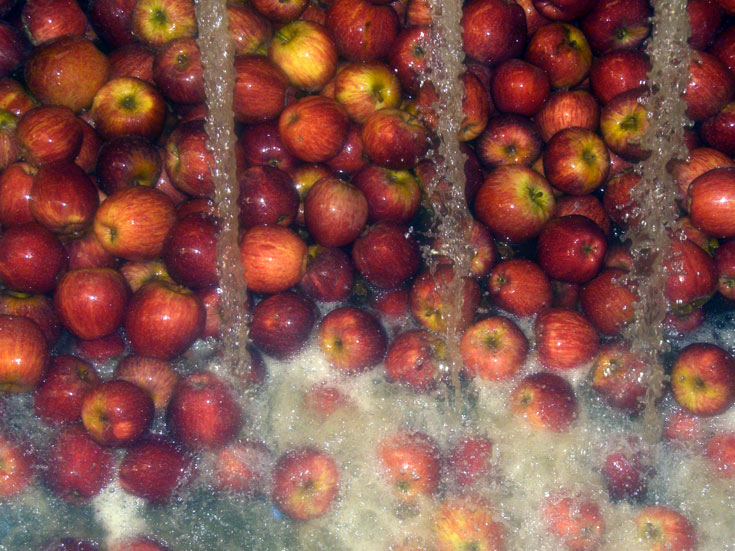 תפוחים בג'קוזי במפעל האריזה של בראשית (צילום: אריאלה אפללו)