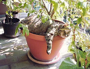 משתזפים בשמש. חתולים אוהבים לבחור להם נקודה קבועה משלהם (צילום: נורית חרמון)