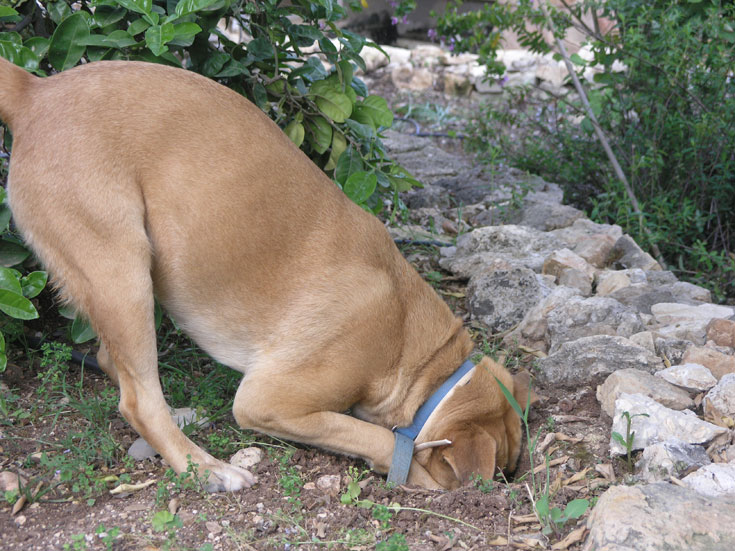 הכלב אוהב לחפור בגינה? הקצו לו מקום מיוחד לכך, אחרת הוא יחפור דווקא היכן שבדיוק אתמול שתלתם (צילום: נורית חרמון)