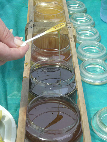 טעמים שונים של דבש (צילום: אריאלה אפללו)