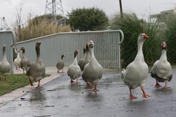 אווזים באחת מתחנות פארק הירקון (צילום: מיכאל שטינדל)