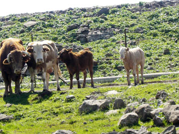 פרות רועות ברמת דלתון (צילום: אריאלה אפללו)