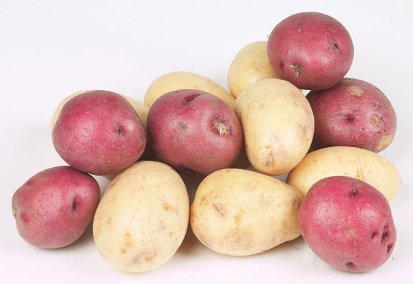 תפוחי האדמה האדומים מתאימים יותר לאפייה, בעוד שהלבנים טובים לבישול (צילום: istockphoto)