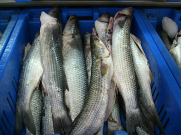 לפני שעה הם שחו בים. דגים טריים בשוק טבריה (צילום: אריאלה אפללו)