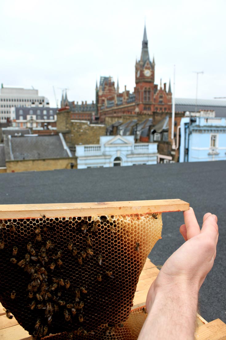 מזמינים את הדבורים להתגורר על הגגות ובמרפסות. אם תבנו את זה, הן יבואו (צילום: Benjamin Faga)