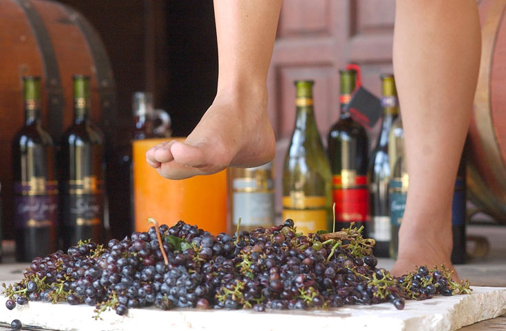ממלאים את הכוס ביין ומתמכרים לנוף. סיור ביקבים באזור בנימינה  (צילום: אפי שריר)