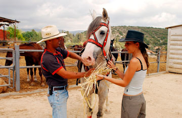 סוסים נוחים לרכיבה ומותאמים גם למתחילים (צילום: אלעד גרשגורן )