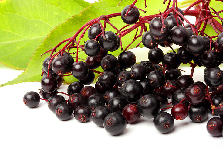 סמבוק שחור: ניתן לאכול את הפירות, או להכין סירופ או ריבה. יעיל כנגד נגיפים (צילום: באדיבות גן ונוף)