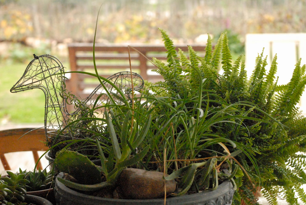 טופיארי עציצים צמחים מפוסלים פיסול צמחיה