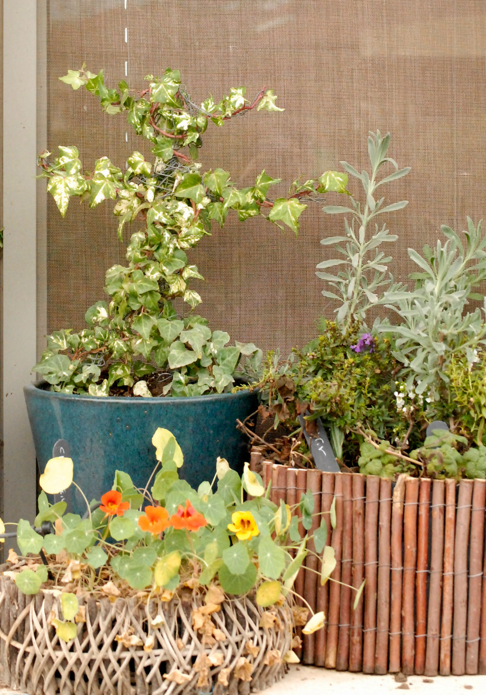 טופיארי עציצים צמחים מפוסלים פיסול צמחיה