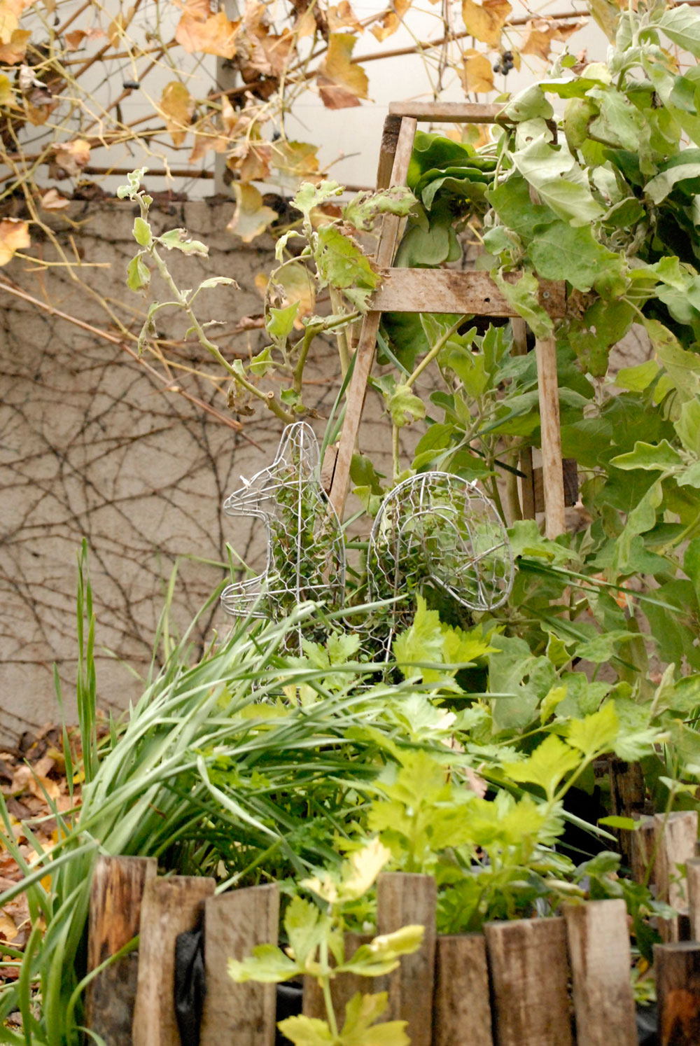 טופיארי עציצים צמחים מפוסלים פיסול צמחיה