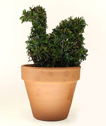 צילום: אביחי מזרחי, בלוסום - פיסול צומח צילום: אביחי מזרחי, בלוסום - פיסול צומח