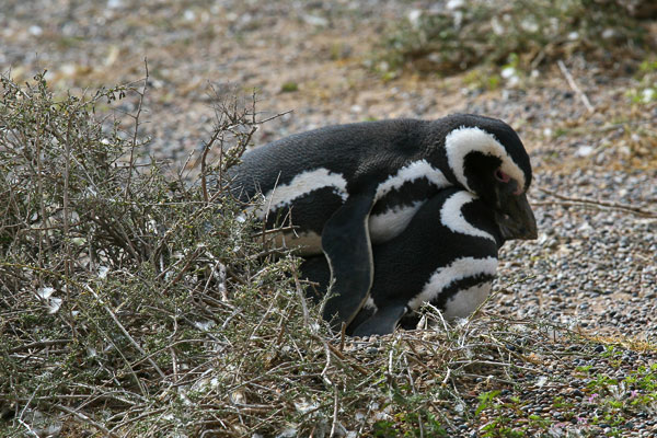צילום: shutterstock צילום: shutterstock