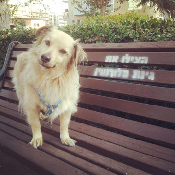 צילום: לי יפה צילום: לי יפה