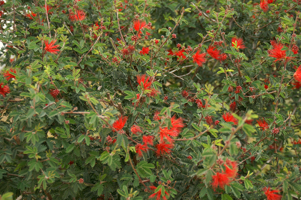 קליאנדרה קליפורנית
