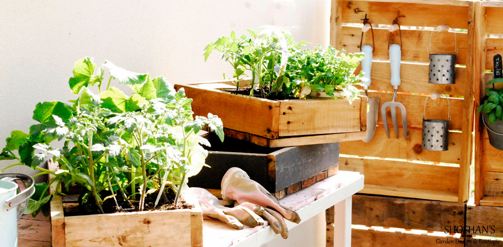 גינת ירק במרפסת