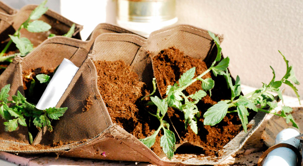 גינת ירק במרפסת